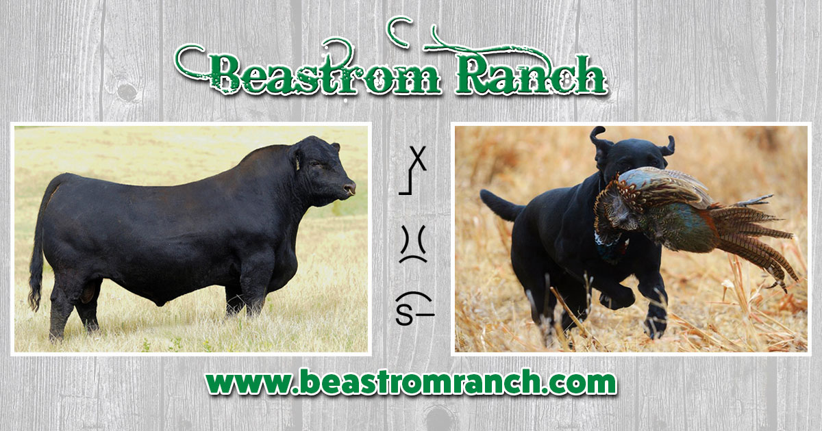 Welcome to beastrom gelbvieh ranch and guided pheasant hunts